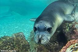 Foca monaca mediterranea Monachus monachus Monachus monachus